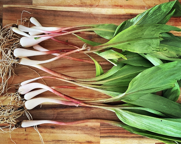 Ramps on a wood board